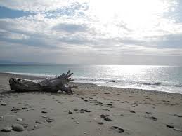 Driftwood on beach